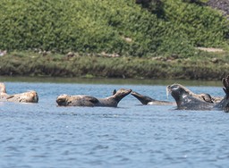 seals3