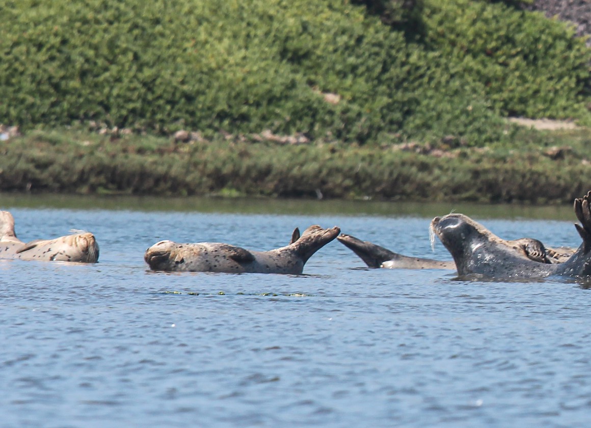 seals3