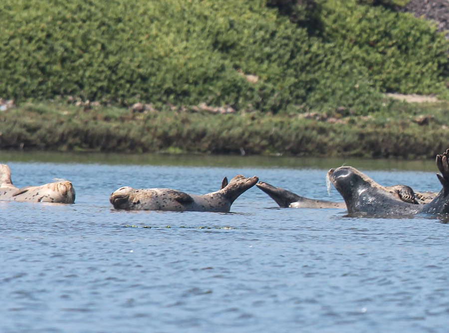 seals3