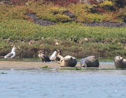 seals4