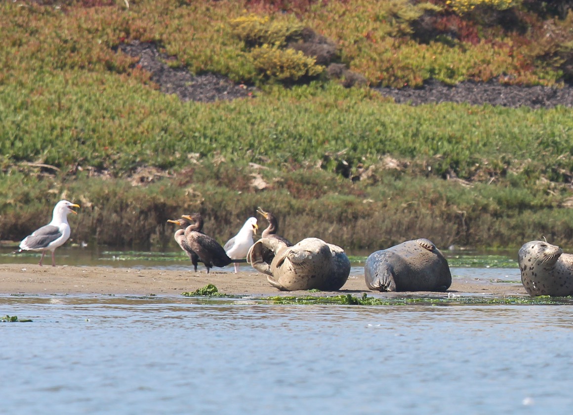seals4