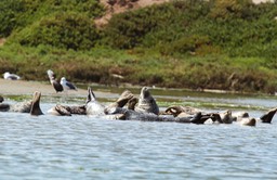 seals5