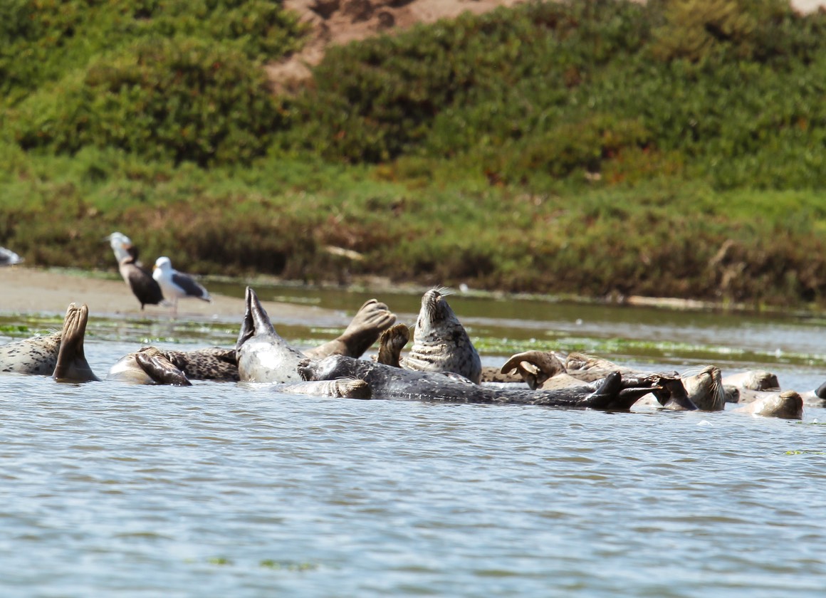 seals5