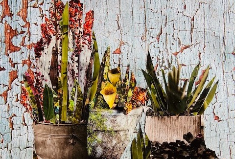 Potted Plants