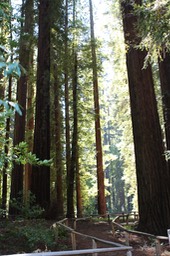 AveGiants1