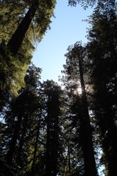 AveGiants3
