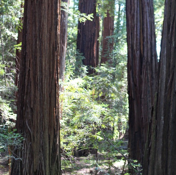 AveGiants4