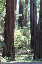 AveGiants4