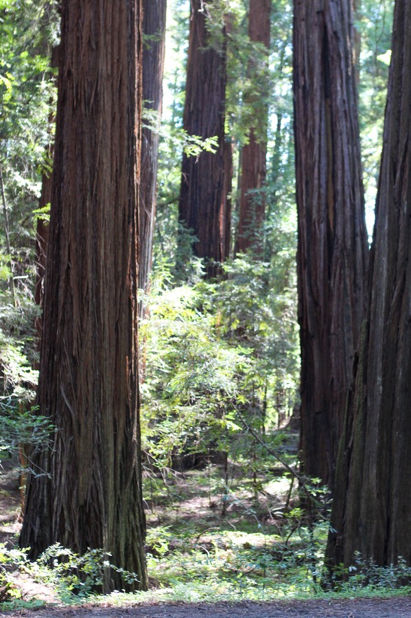 AveGiants4