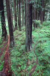 Eureka11