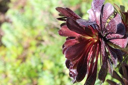 IMG_0060