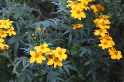 IMG_0068