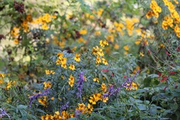 IMG_0070