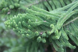 IMG_0102
