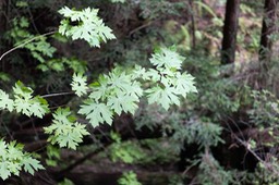 IMG_0106