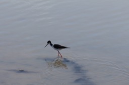 IMG_0110.jpg
