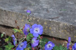 IMG_0113