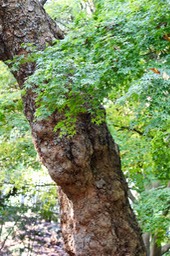 IMG 0119