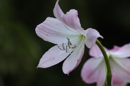 IMG_0147