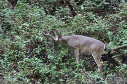 IMG_1602