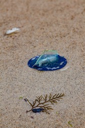 IMG_1769
