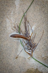 IMG_1775