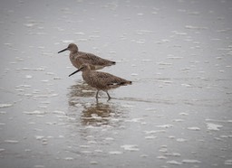 IMG_1799