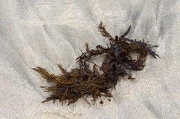 IMG_1821