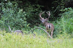 IMG_1827