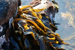 IMG_2176