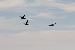 IMG_2781