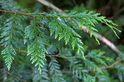 IMG_3051