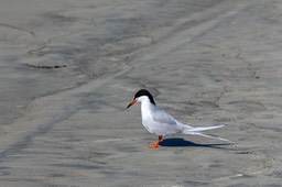 IMG_3083