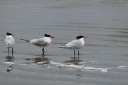 IMG_3259
