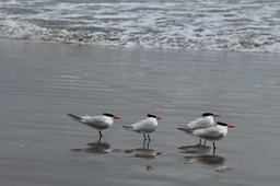 IMG_3264