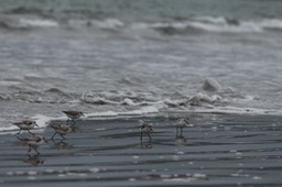 IMG_3334