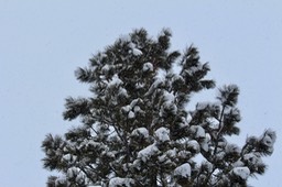 IMG_3490