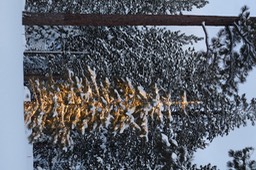 IMG_3517