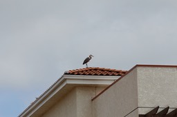 IMG_3524