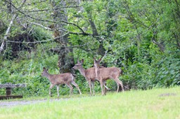 IMG_3668