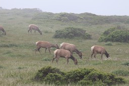 IMG_3732