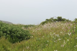 IMG_3775