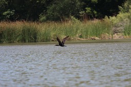 IMG_3936
