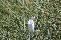 IMG_4006