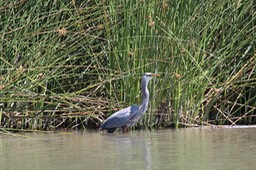 IMG_4097