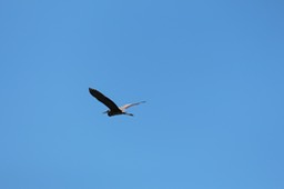 IMG_4142