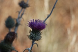 IMG_4378