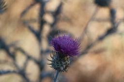 IMG_4379