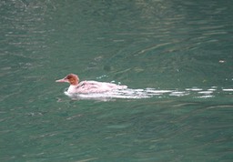 IMG_4880