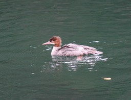 IMG_4894